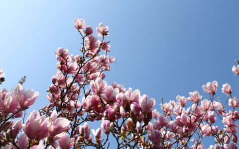 Newsletter - 26 February 2021