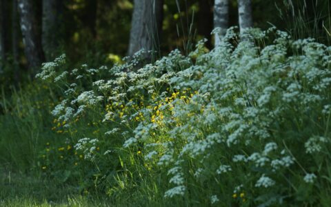 Newsletter - 2 July 2021